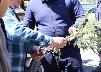 გამწვანების აქცია